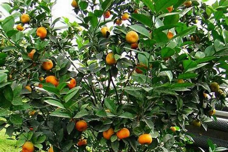 桔子树如何施肥