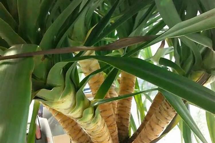 龙血树叶尖干枯怎么办？