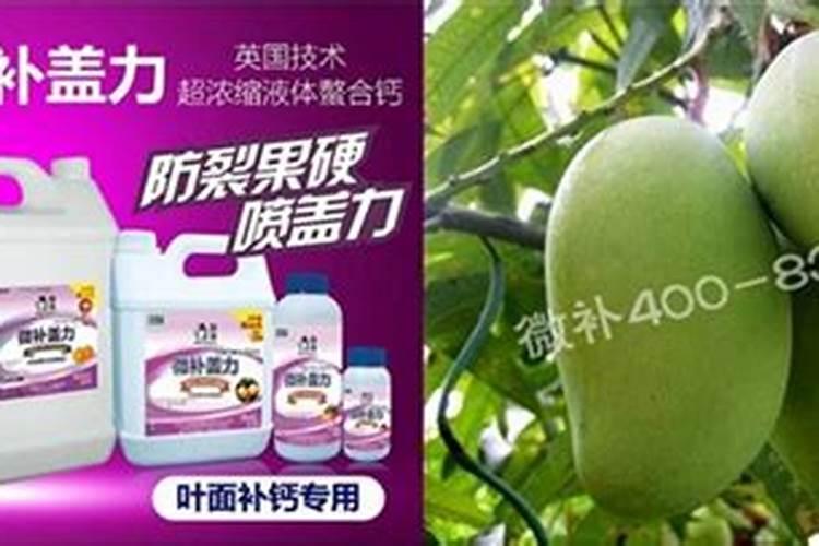 一种芒果露水斑防治方法