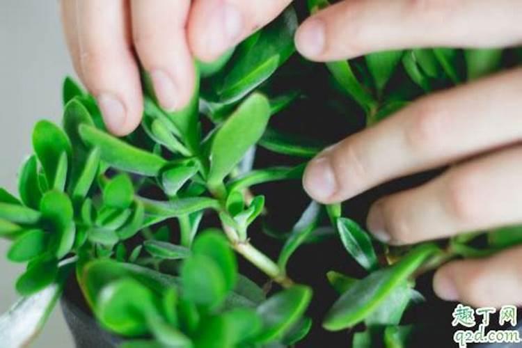 紫藤树下山桩怎么样生根快