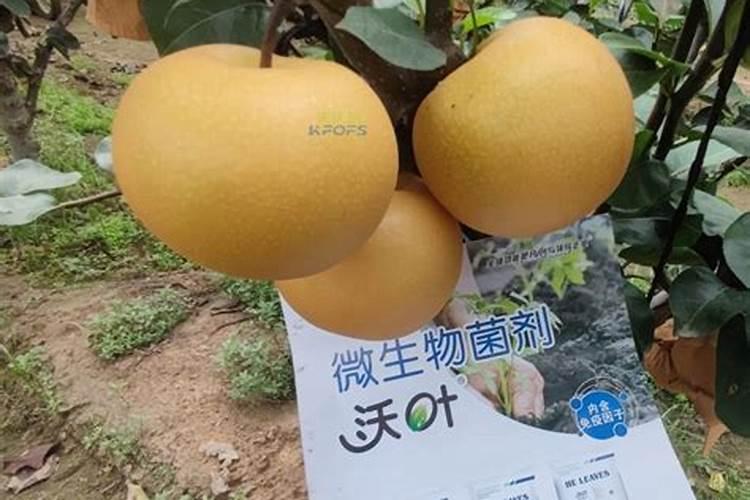 一株桃树施多少鱼蛋白水溶肥