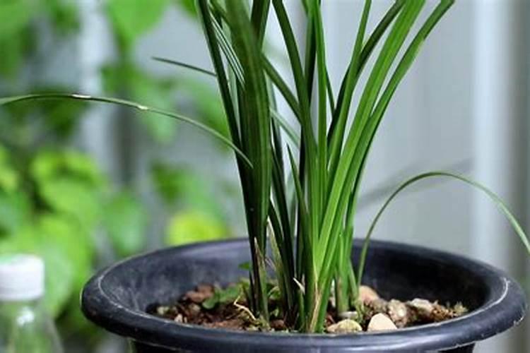 如何促使兰草生根