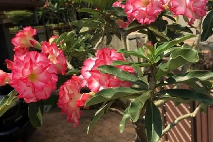 沙漠玫瑰用什么土壤最好 沙漠玫瑰如何正确施肥