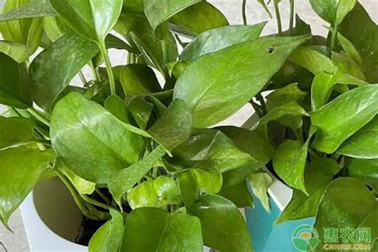 如果用颗粒土种菜可以吗