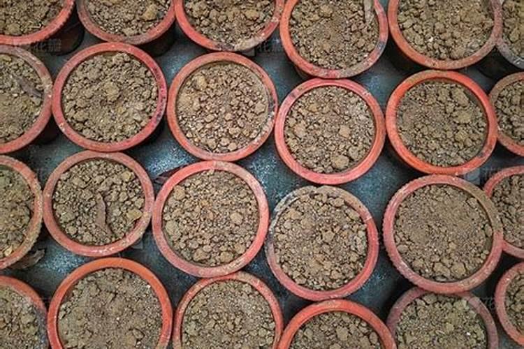 水溶肥果树灌根正确方法