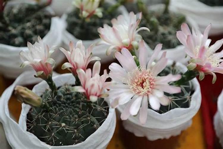 厌氧阶段磷的释放越充分,好氧阶段磷的摄取量就越大.是什么原理百度知 ...