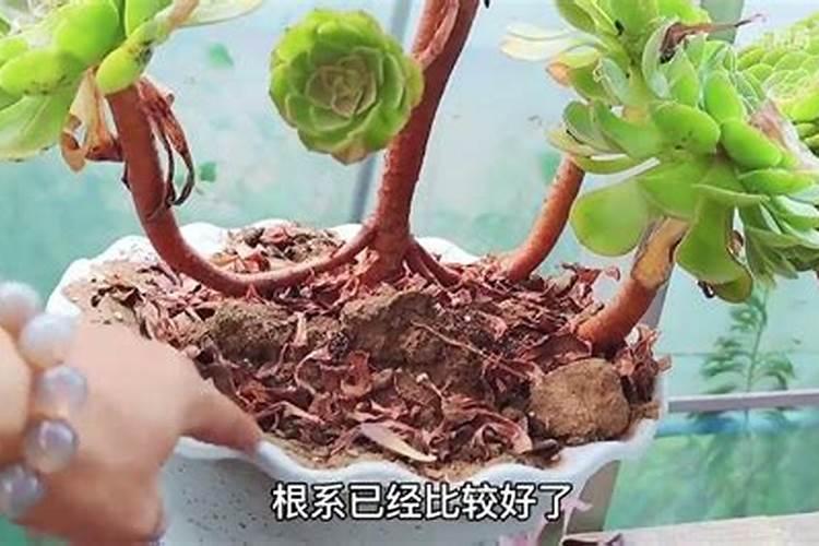 法师用什么肥料叶片又厚又肥