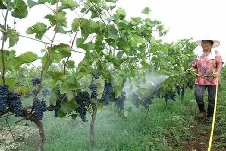 如何防止葡萄落果