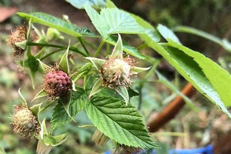 树莓的种植方法