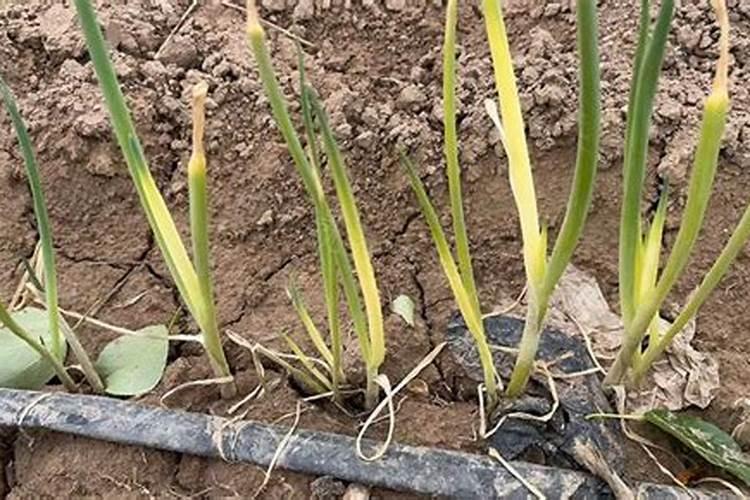 山东农大肥业科技有限公司怎么样？