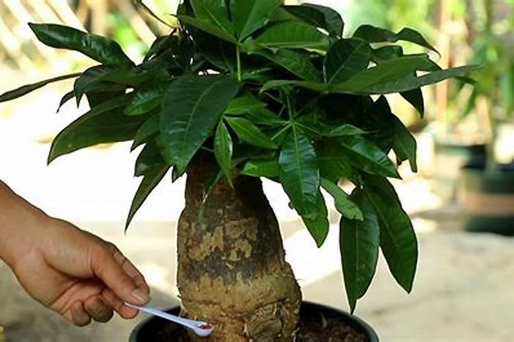 龟背竹施什么肥最好