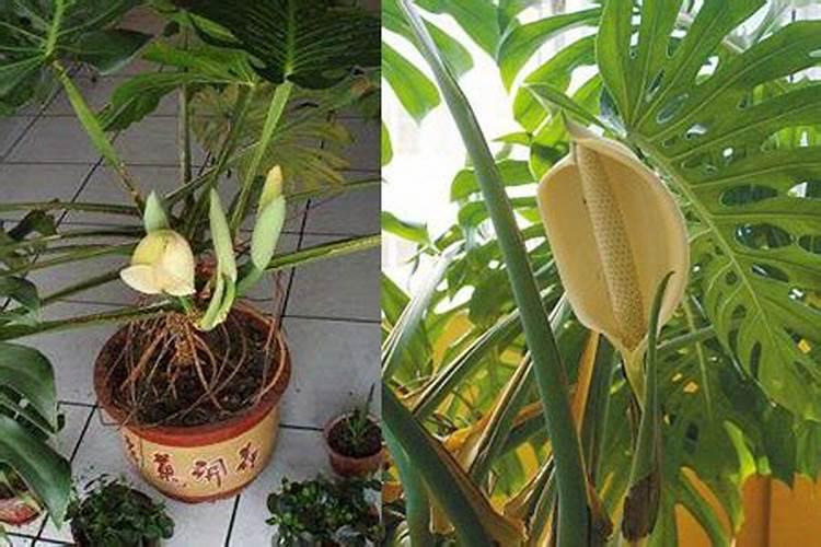 龟背竹施什么肥好,龟背竹施氮磷钾肥最好