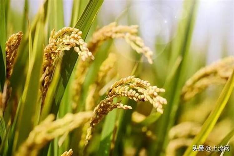 富硒叶面肥怎样喷水稻可以产富硒大米