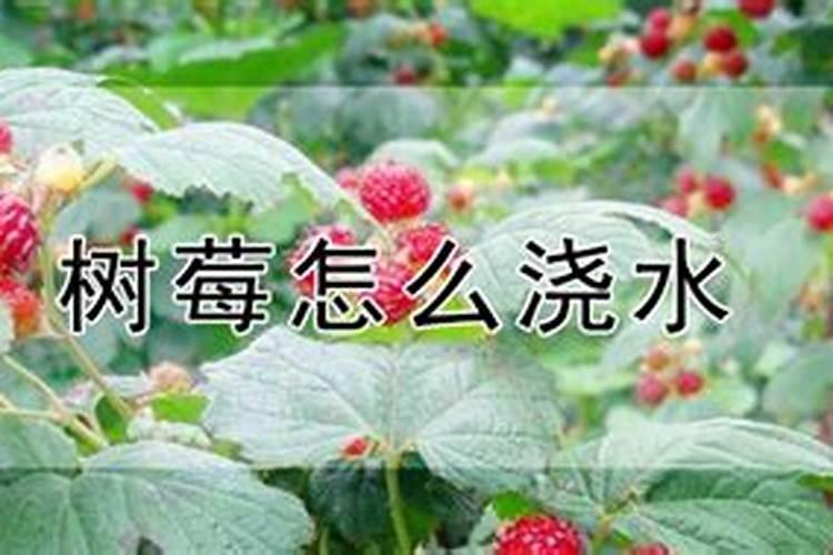 树莓如何种植技术