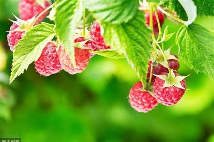 怎么用复合肥配比高钾肥料