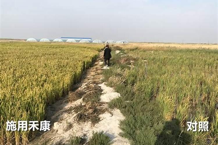 请问专家新开荒的盐碱地种水稻返青肥应该用尿素还是硫酸铵？哪个好...