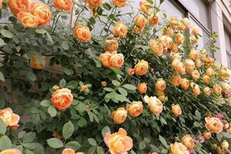 藤本月季不开花怎么办,补充光照追施磷钾肥