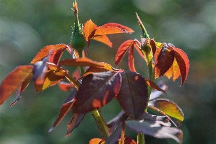 月季什么时候施肥