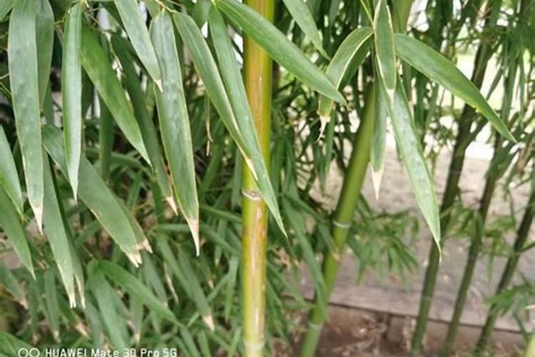 栽种竹子的方法