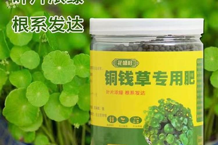 水培植物应该怎么去施肥和选择肥料(水培植物应该施什么肥料)