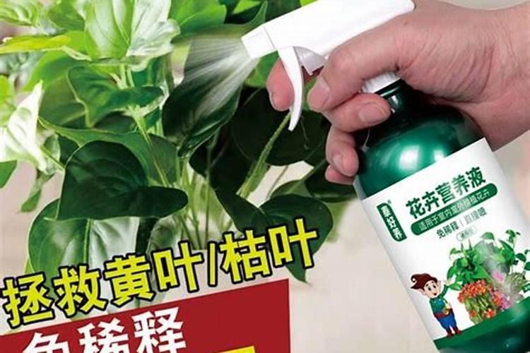 大枣含有哪些营养成分