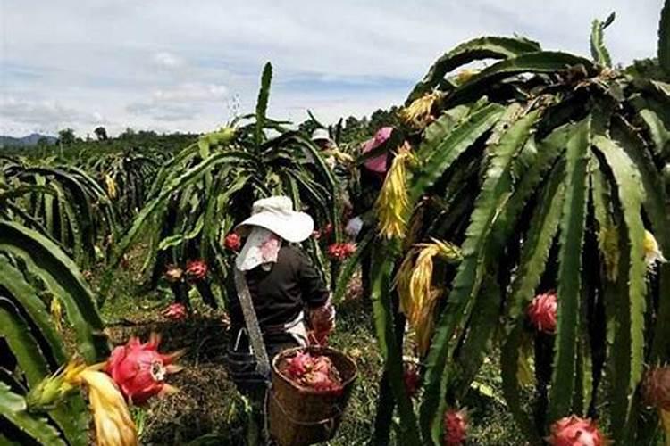 火龙果结果期能否施叶面肥？喷施时间