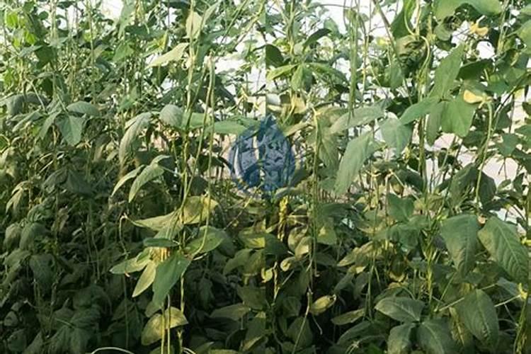 盐碱地能的豆角能追施硝态氮复合肥料吗？