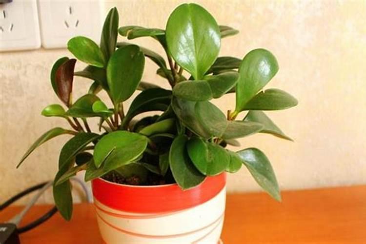 碧玉会开花吗 开的什么样的花