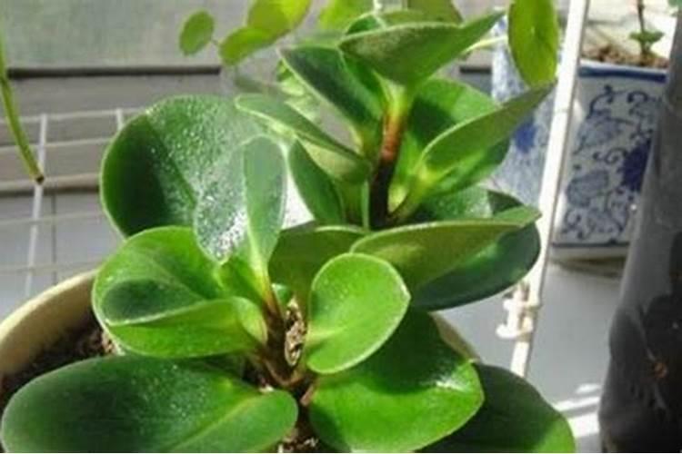 碧玉花怎么养长的旺盛 用什么肥比较好