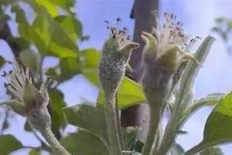 柿子树能上肥料吗