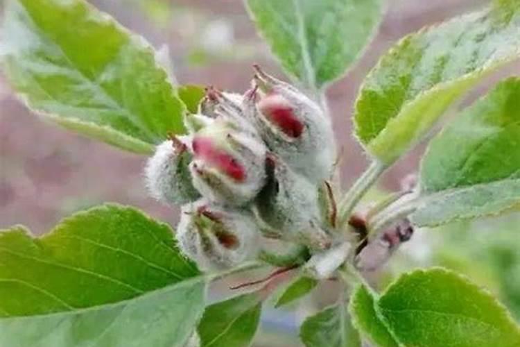 春天果树头遍药打什么