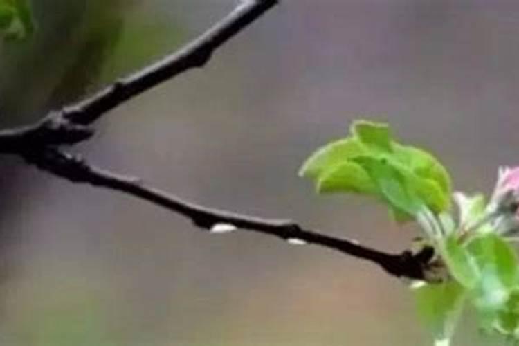 苹果花露红期可以喂恢酸轻铵吗？