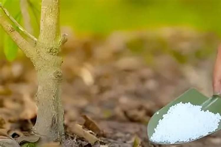 萝卜膨大期施什么肥