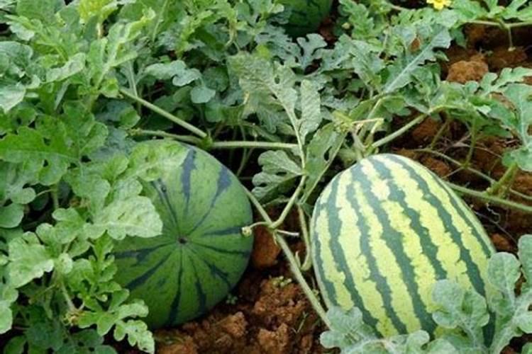 大棚阴天下雨可以打叶面肥吗