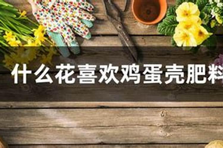 玫瑰喜肥吗 喜欢施什么肥料