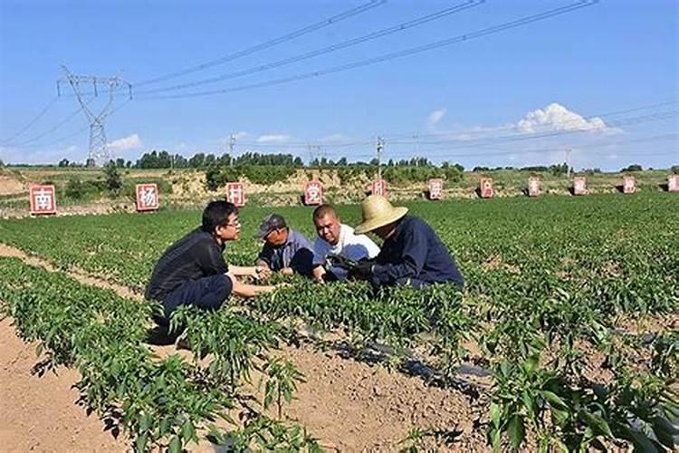 辣椒生长后期技术要点
