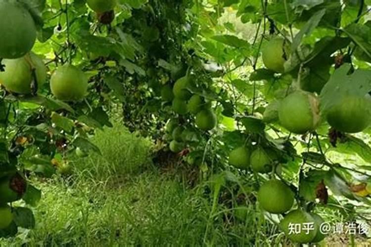 瓜蒌为什么只开花不结果