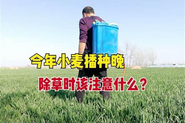 立秋后如何管理才能让樱桃树贮存足够的营养？