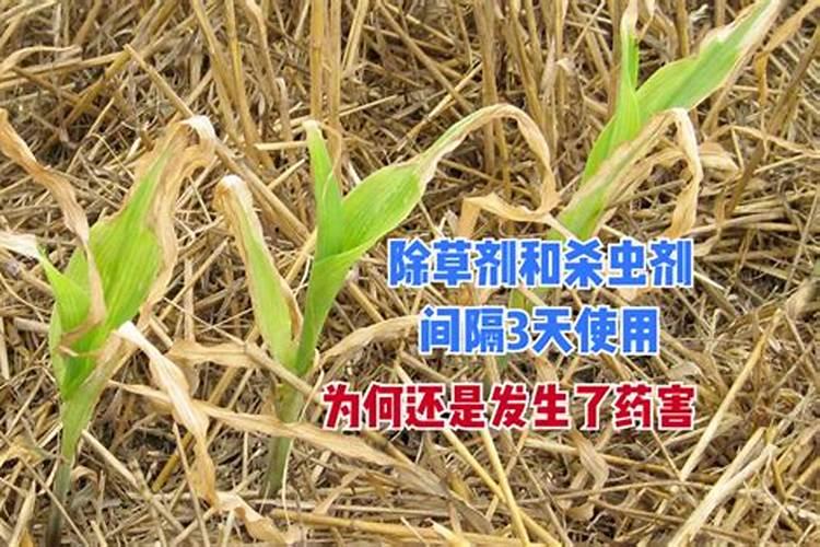 玉米大喇叭期有哪些注意事项？大喇叭期应该如何管理玉米？