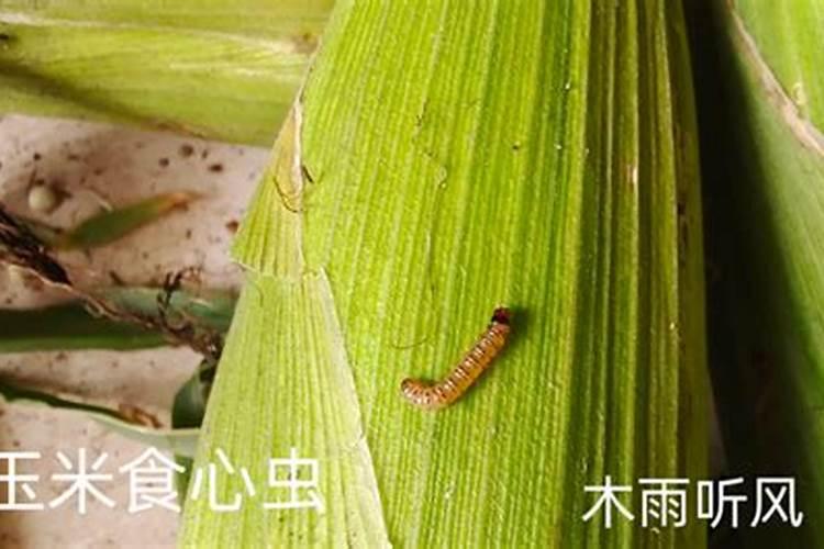 玉米抽穗期可以使用杀虫剂和使用磷酸二氧钾吗？