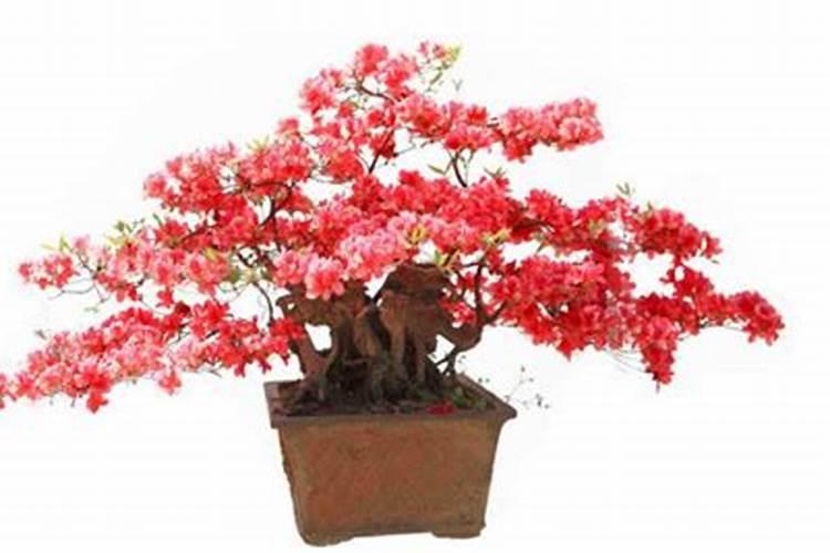 杜鹃花可以施钾肥吗