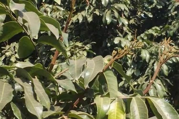 龙眼叶面喷什么好？如何帮助龙眼增甜？