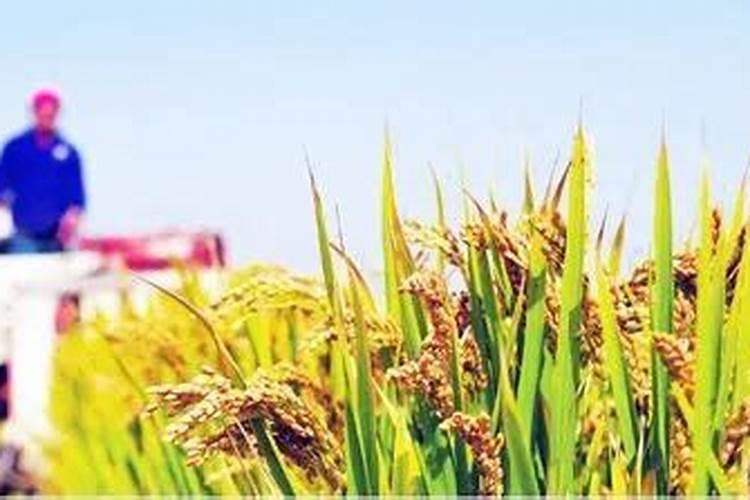 硼肥加农药可以混合喷雾吗？