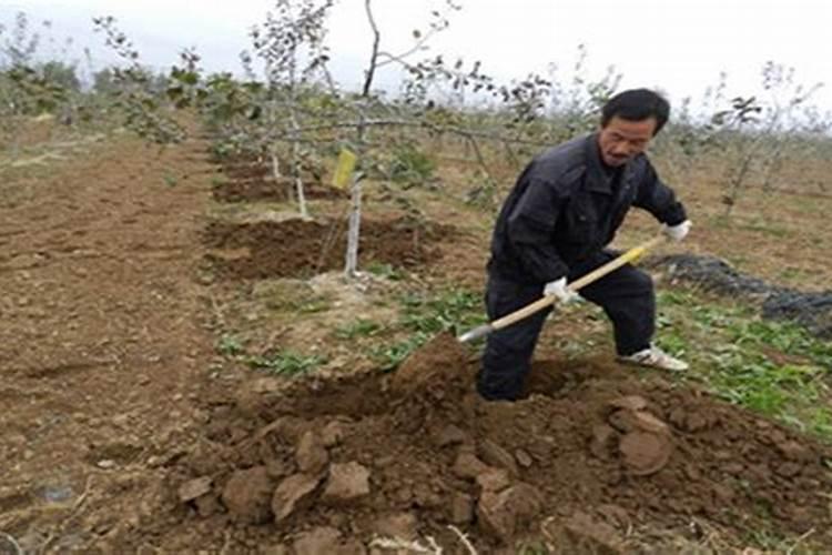 西瓜的吸肥特点、需肥规律及其平衡施肥技术