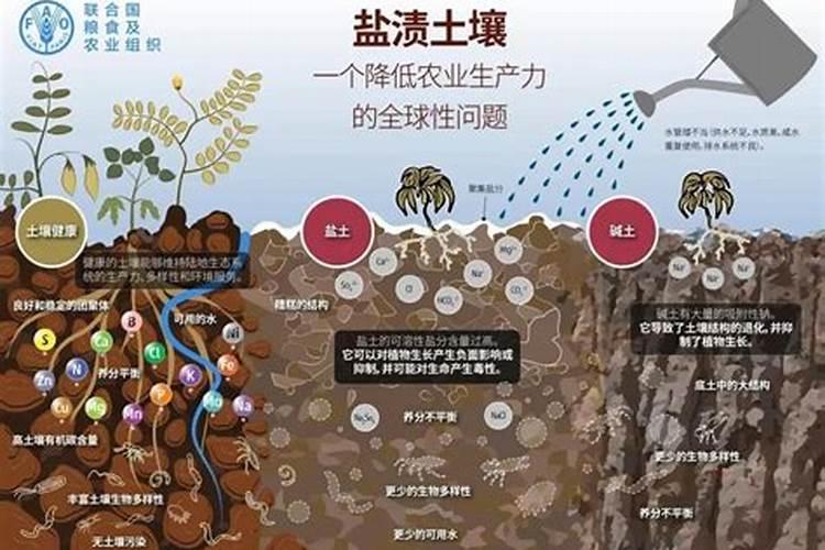 浅谈果园土壤酸化