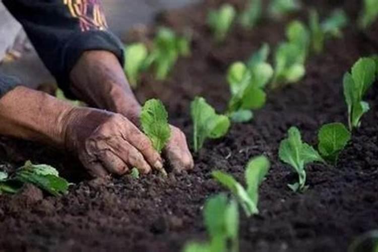 绿叶蔬菜不需要钾肥吗