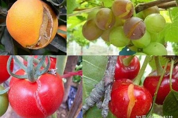 苹果树补钙的叶面肥有哪些