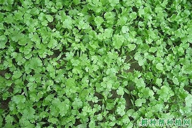 刺芫荽施肥问题