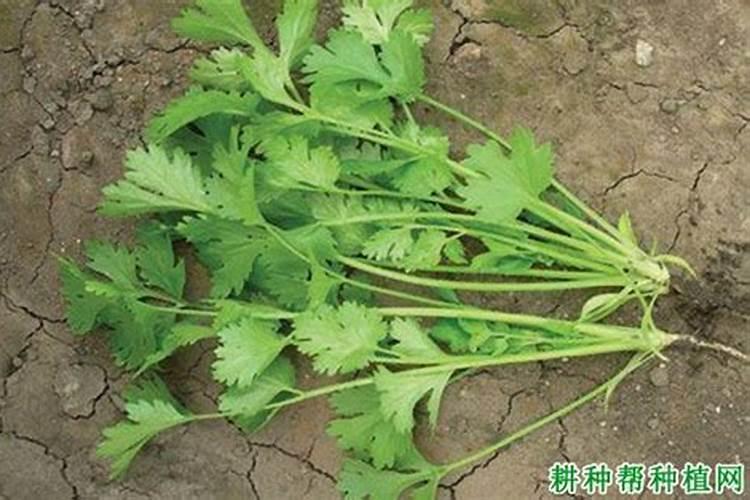 种香菜用什么肥料