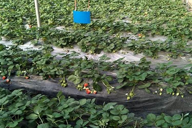 草莓施加何种肥料比较合适